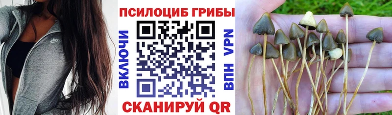 купить наркотики цена  Губкин  Псилоцибиновые грибы Psilocybe 